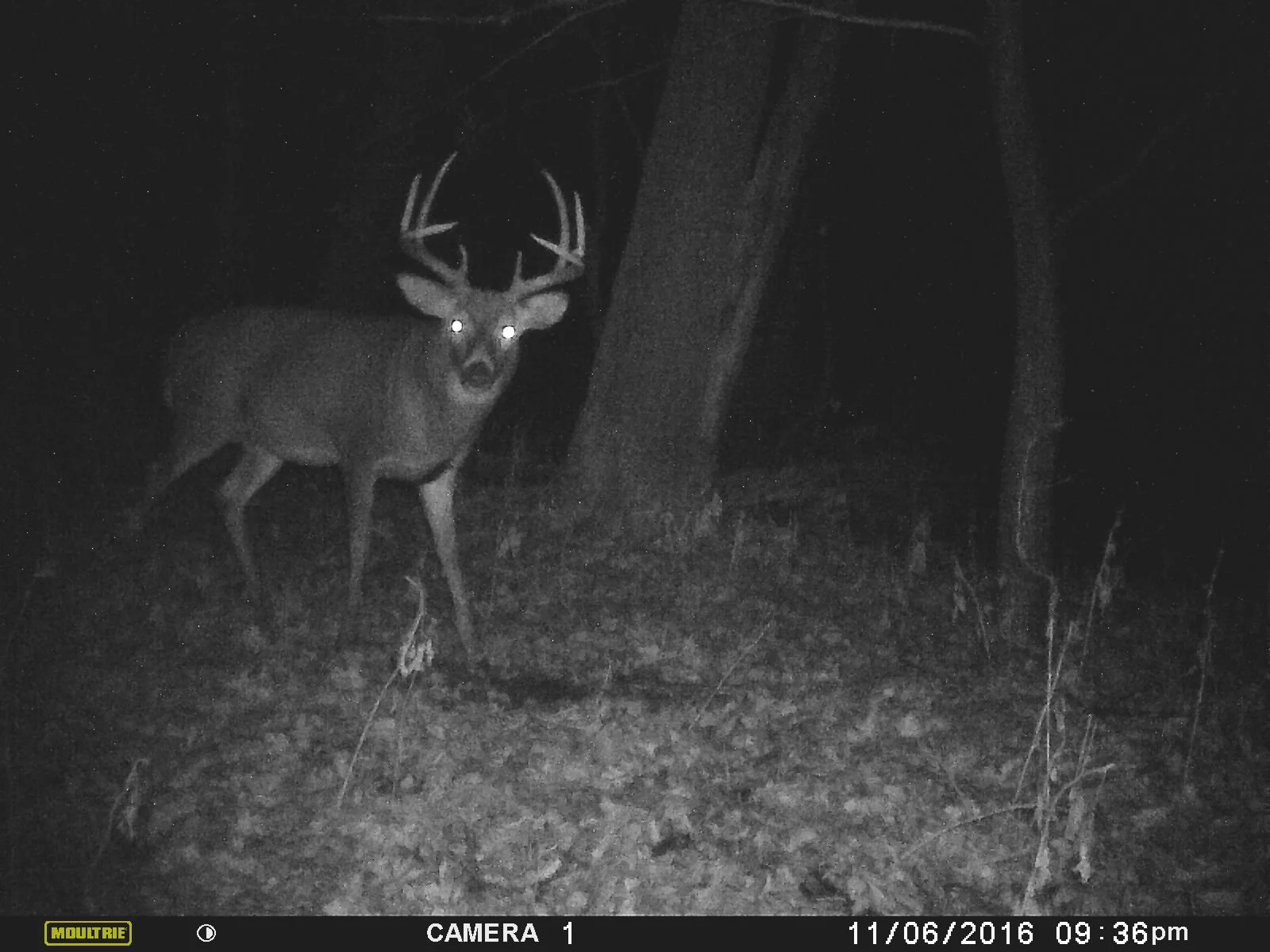 The Problem Behind The Big Antler Craze 