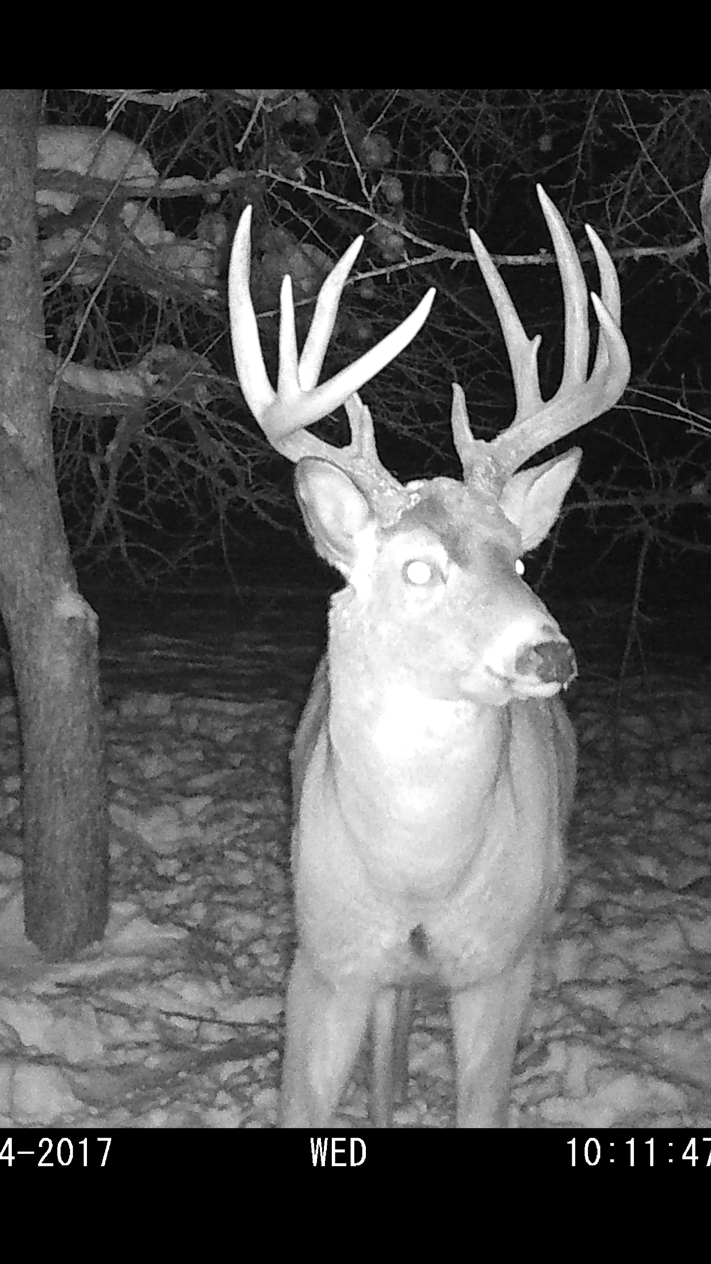 A trail camera picture of the Split Four over ten miles away from the picture above. Photo courtesy of Joey Hayes. 