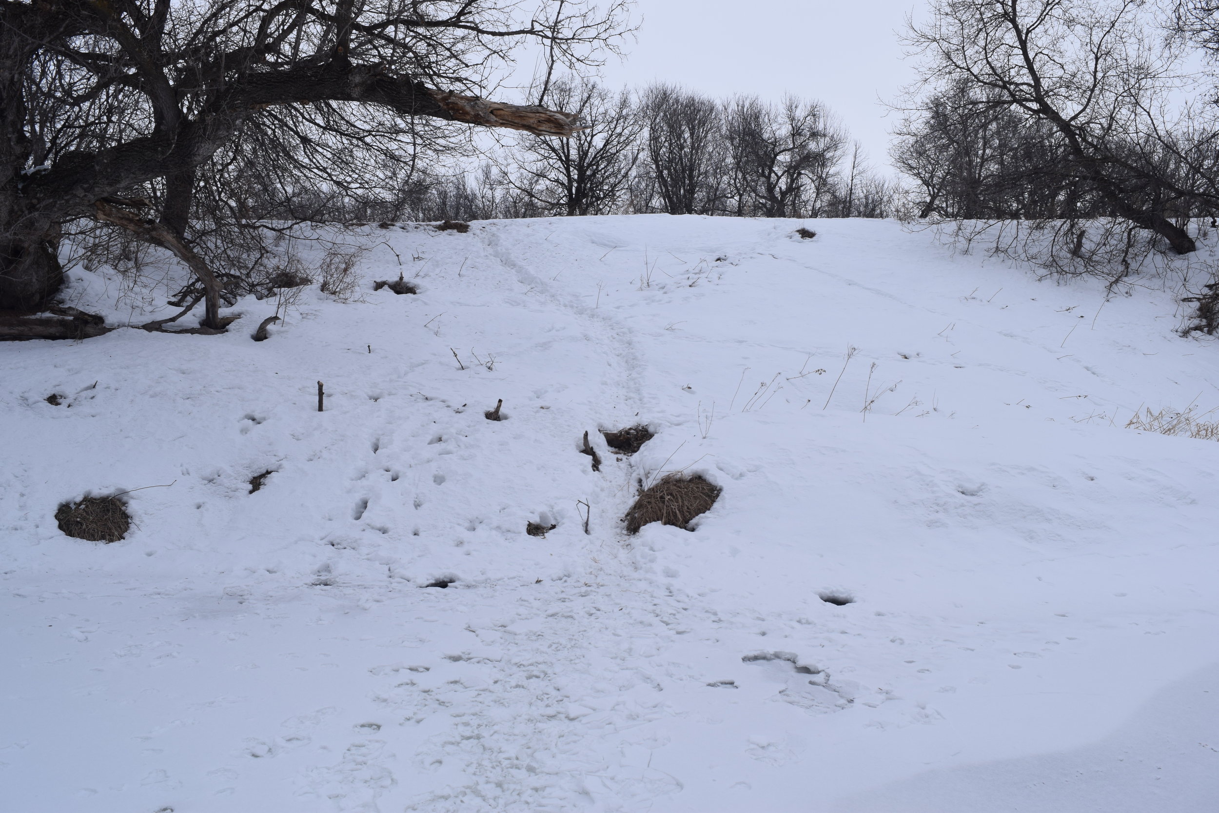 Deer trails such as this one covered the public land river bottom. 