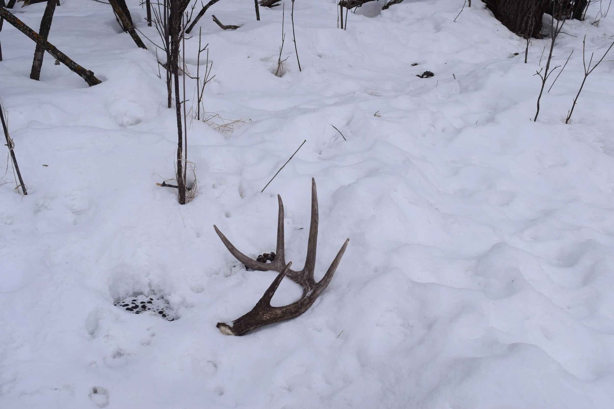 The first shed find of the day. 