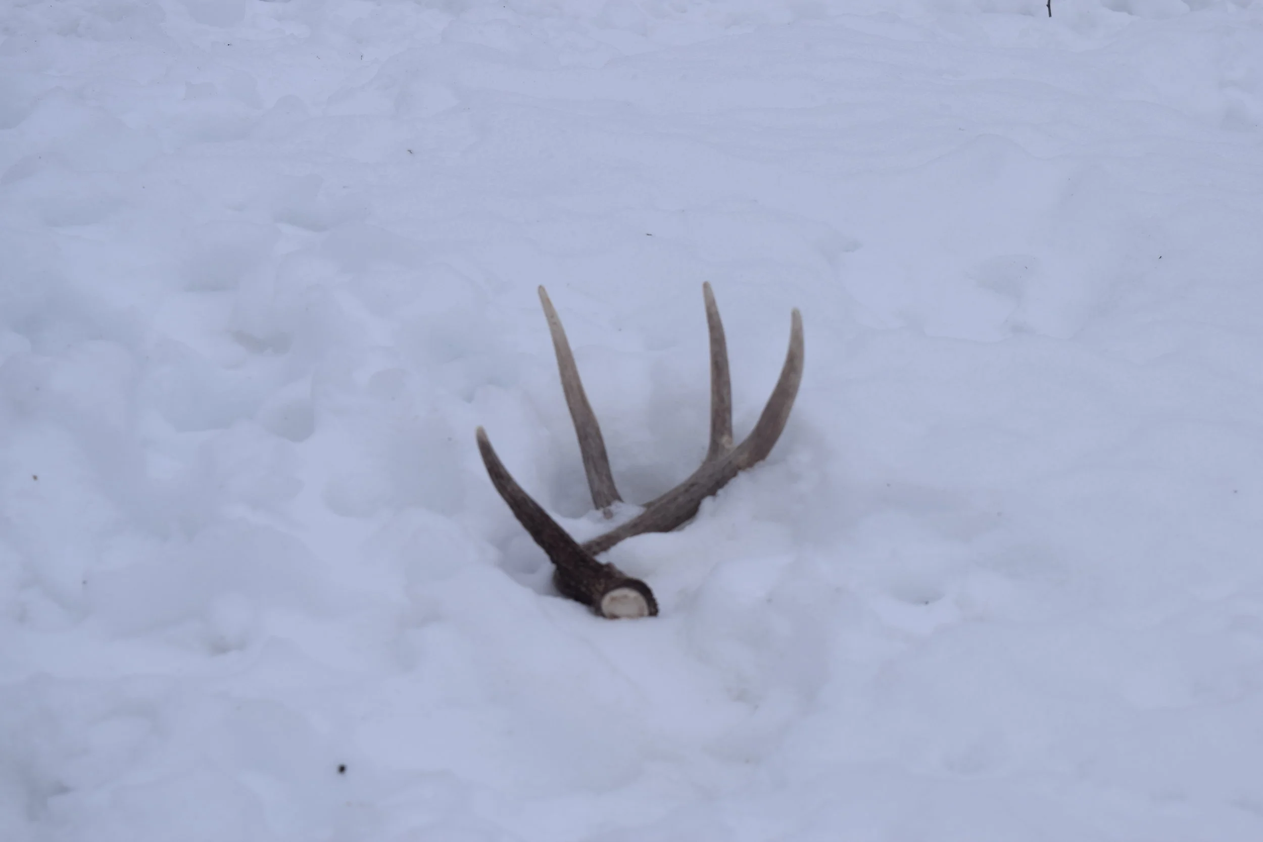 The icing on the cake was finding a match to a shed I found the day before. 