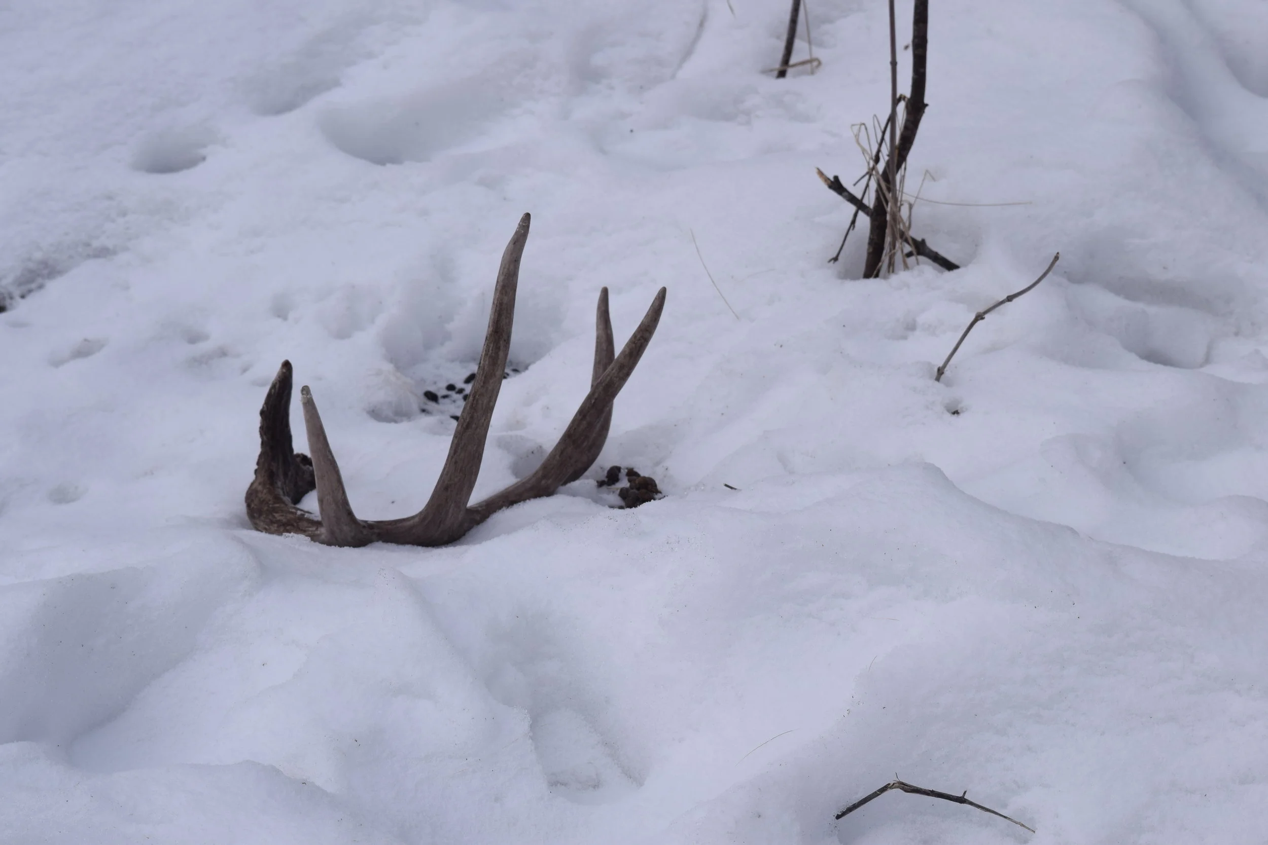 What Shed Hunting Can Teach You