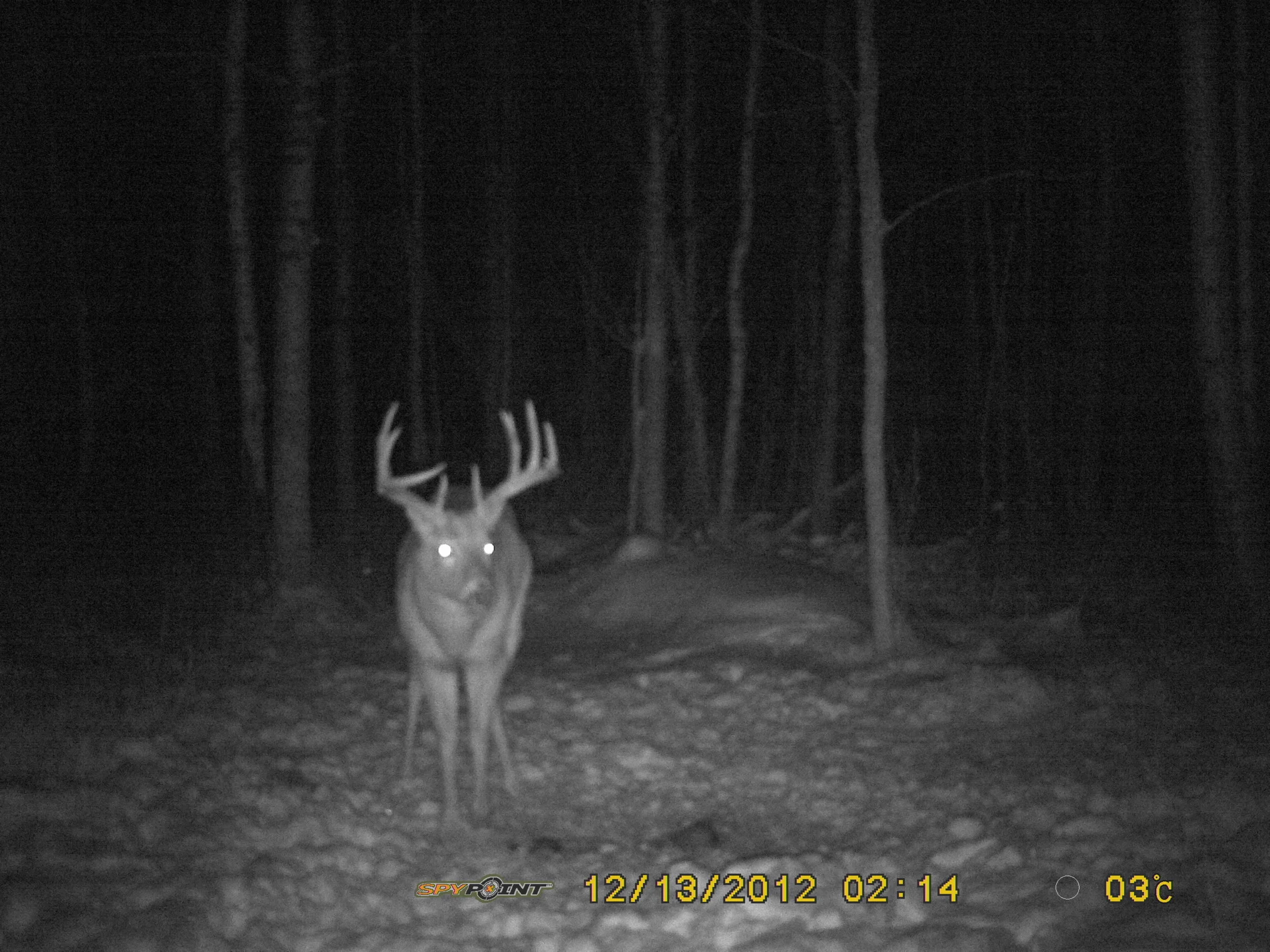 The First Buck To "Get Away"