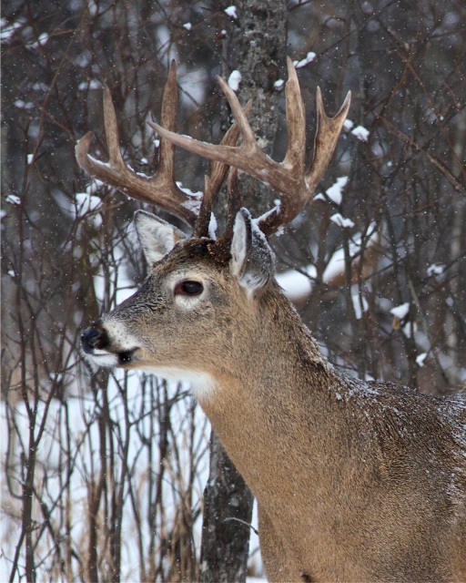 This shot of the buck, captured by a neighbor in December shows how beautiful the buck really was, and that the buck was actually an eleven pointer given his split G2. 