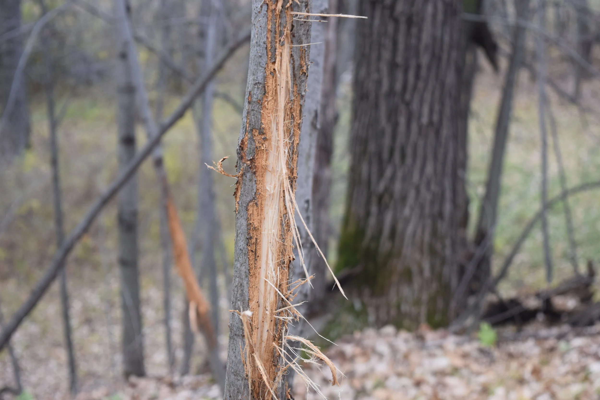 5 Things To Look For When Spring Scouting 