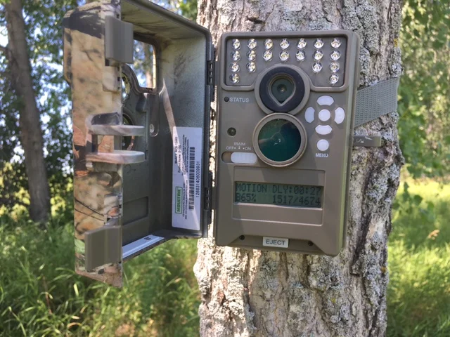 How To Ruin a Honey Hole With Trail Cameras 