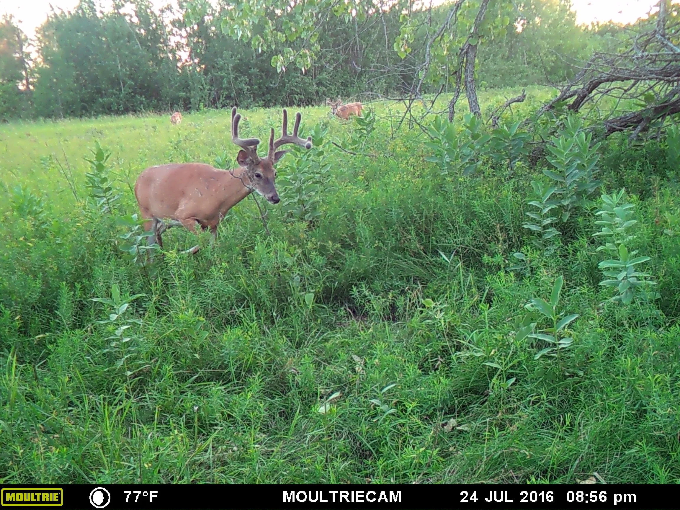 5 Critical Trail Camera Features To Be Thinking About