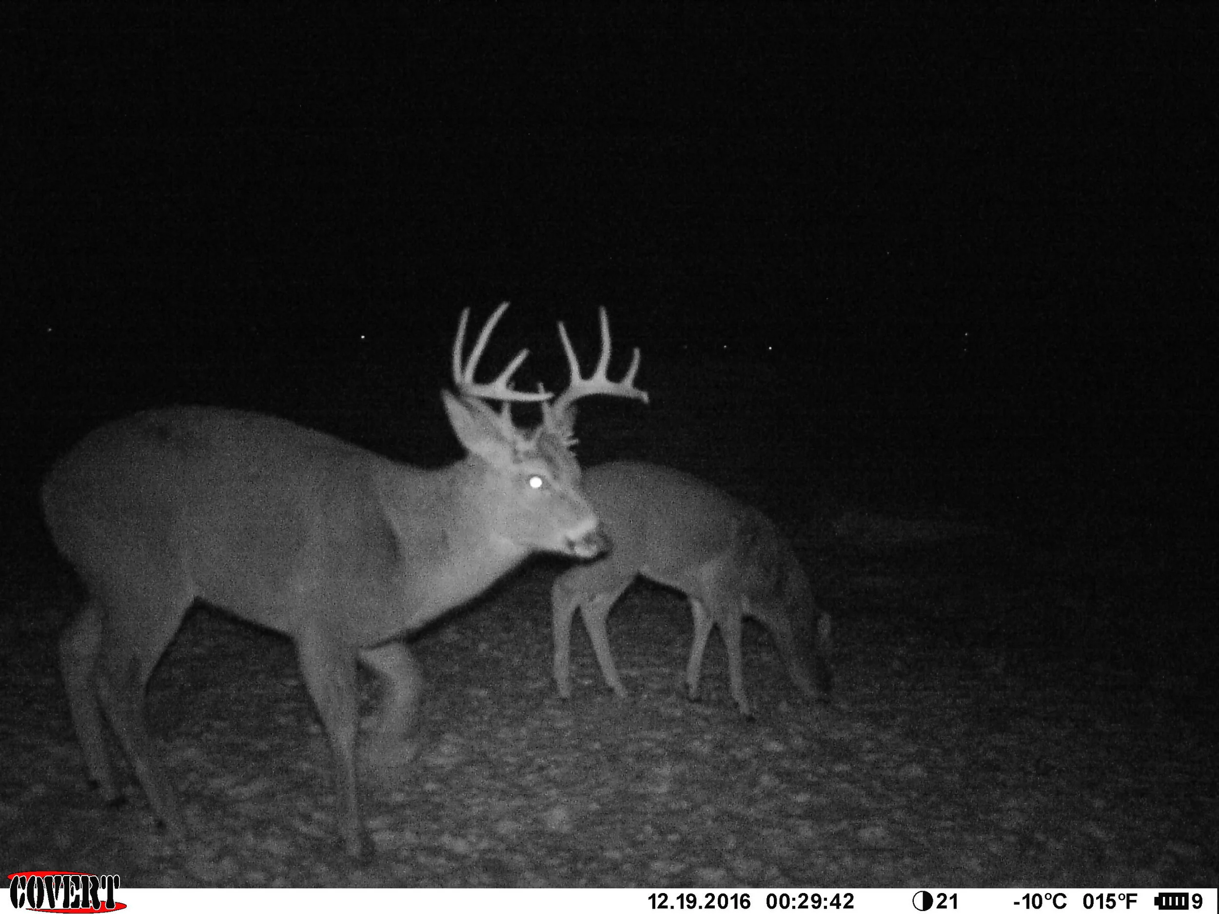 3 Reasons You Shouldn't Rely on Trail Cameras