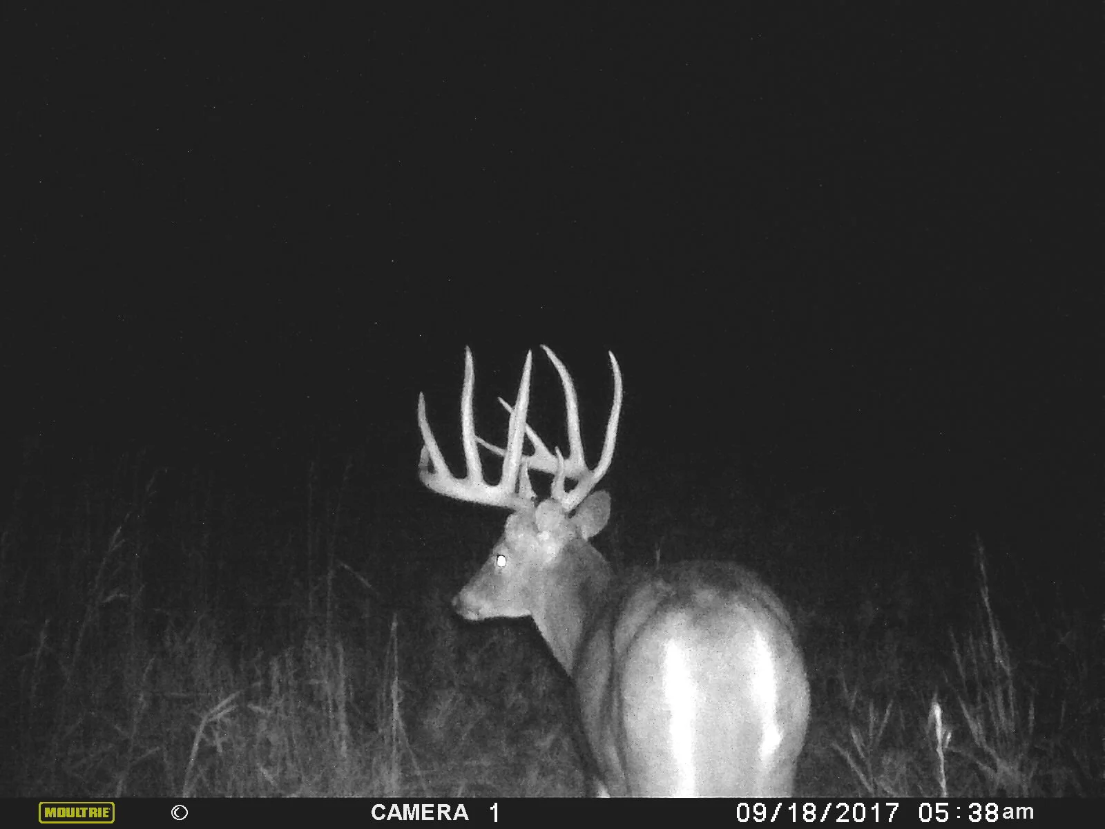 Targeting a Specific Buck? Be Prepared to Fail