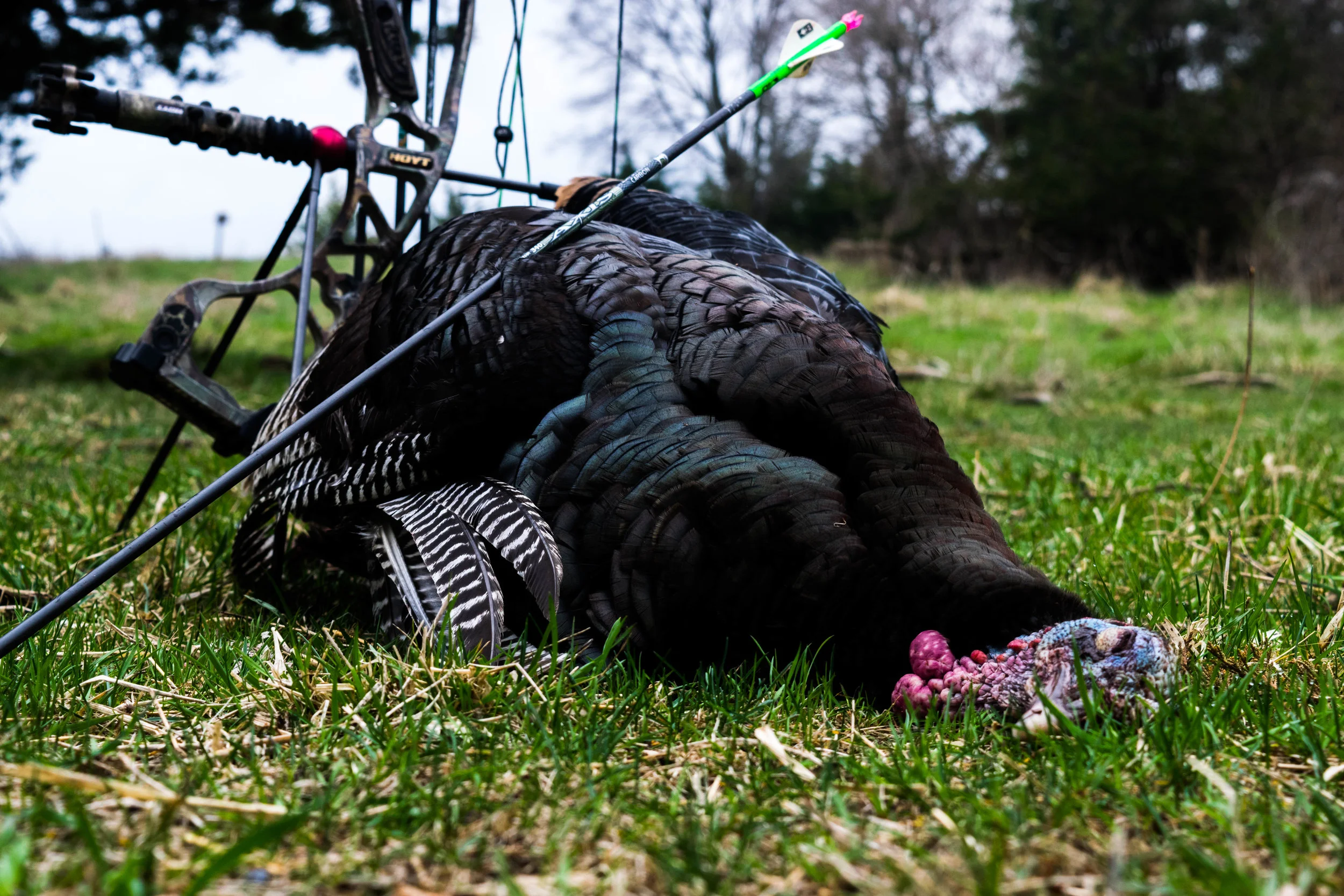 turkey-hunting