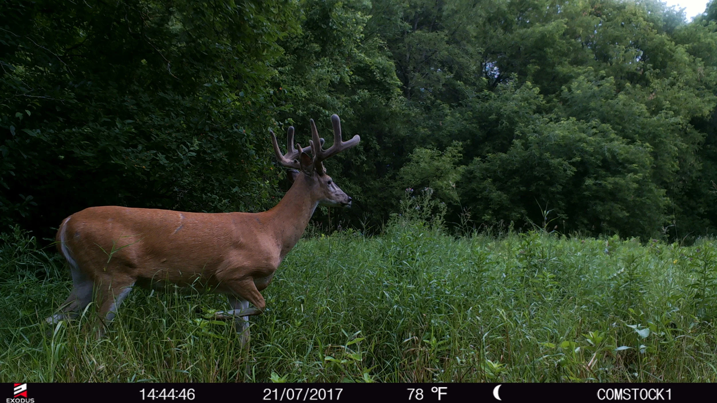 Exodus trail camera online