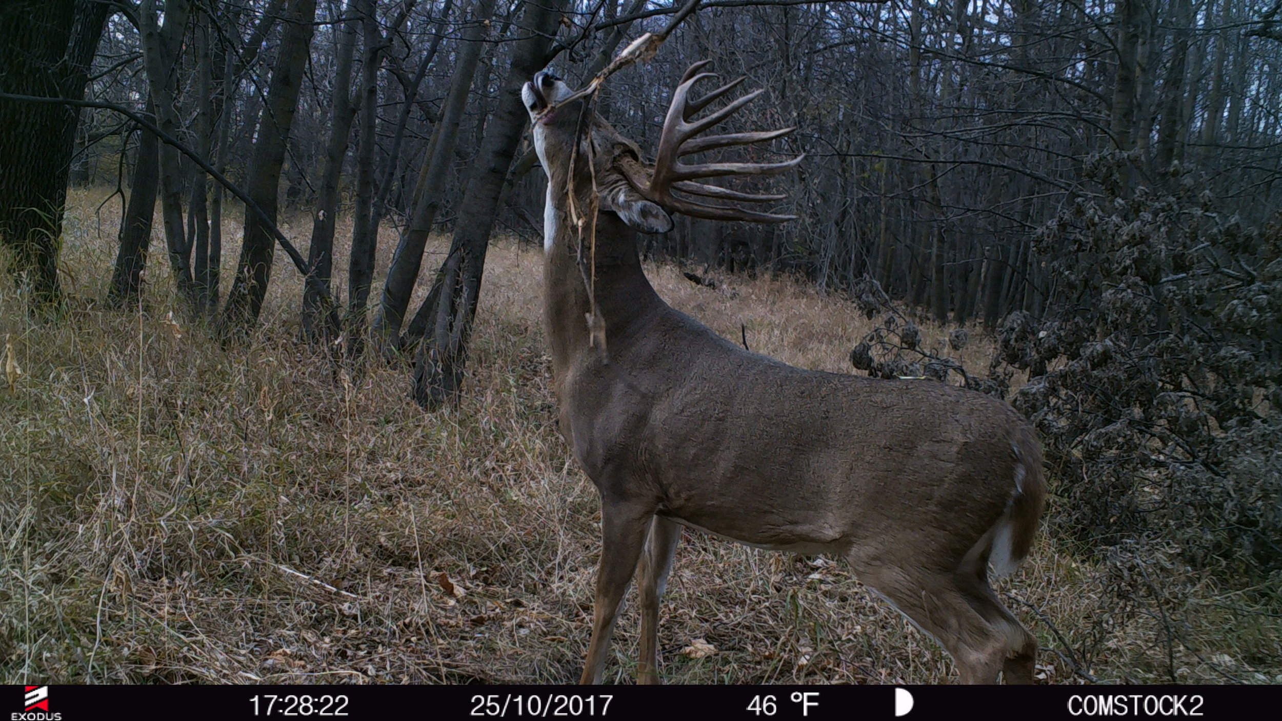 The Lessons I learned From a Single Buck