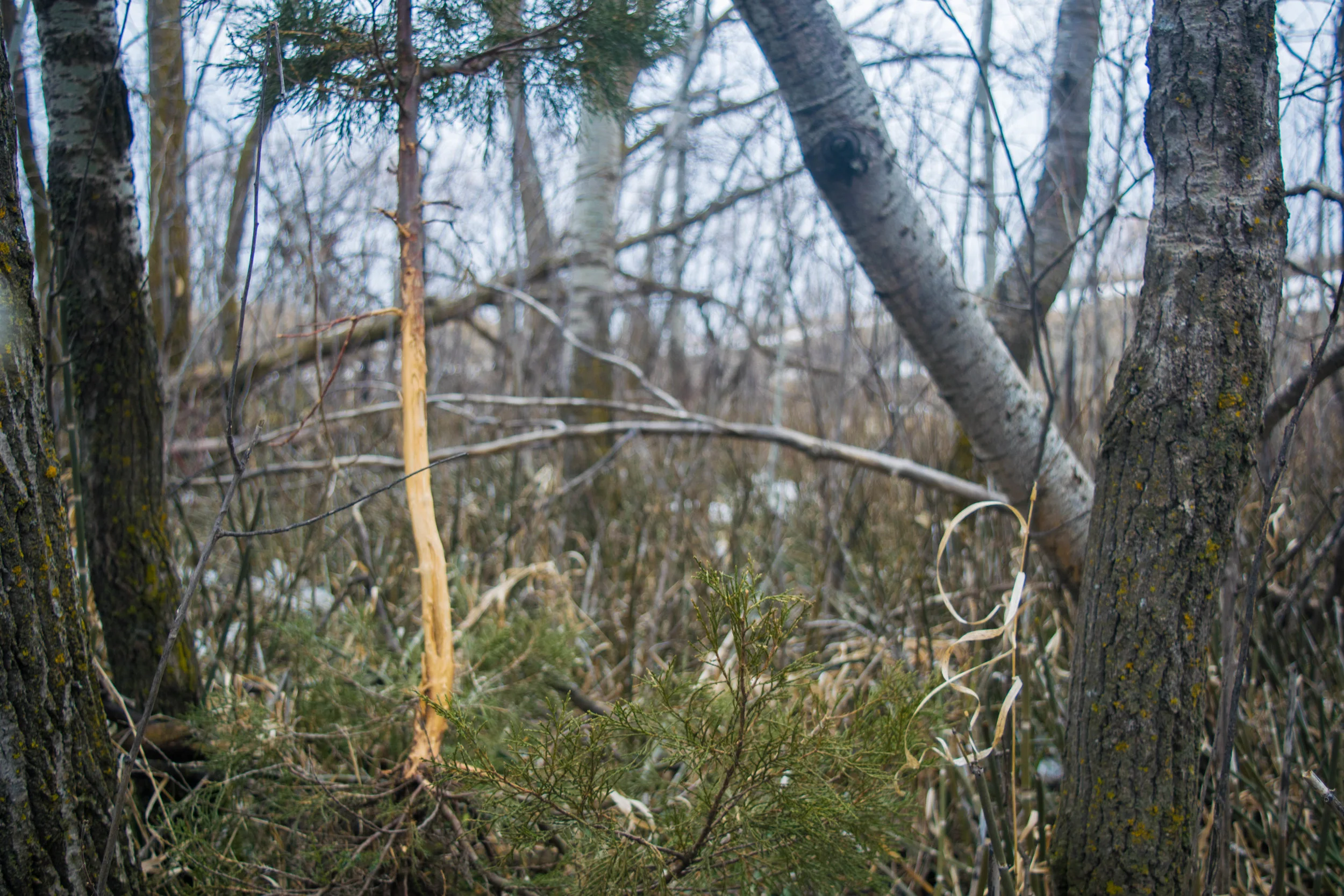 3 Things To Love About Scouting for Whitetails 