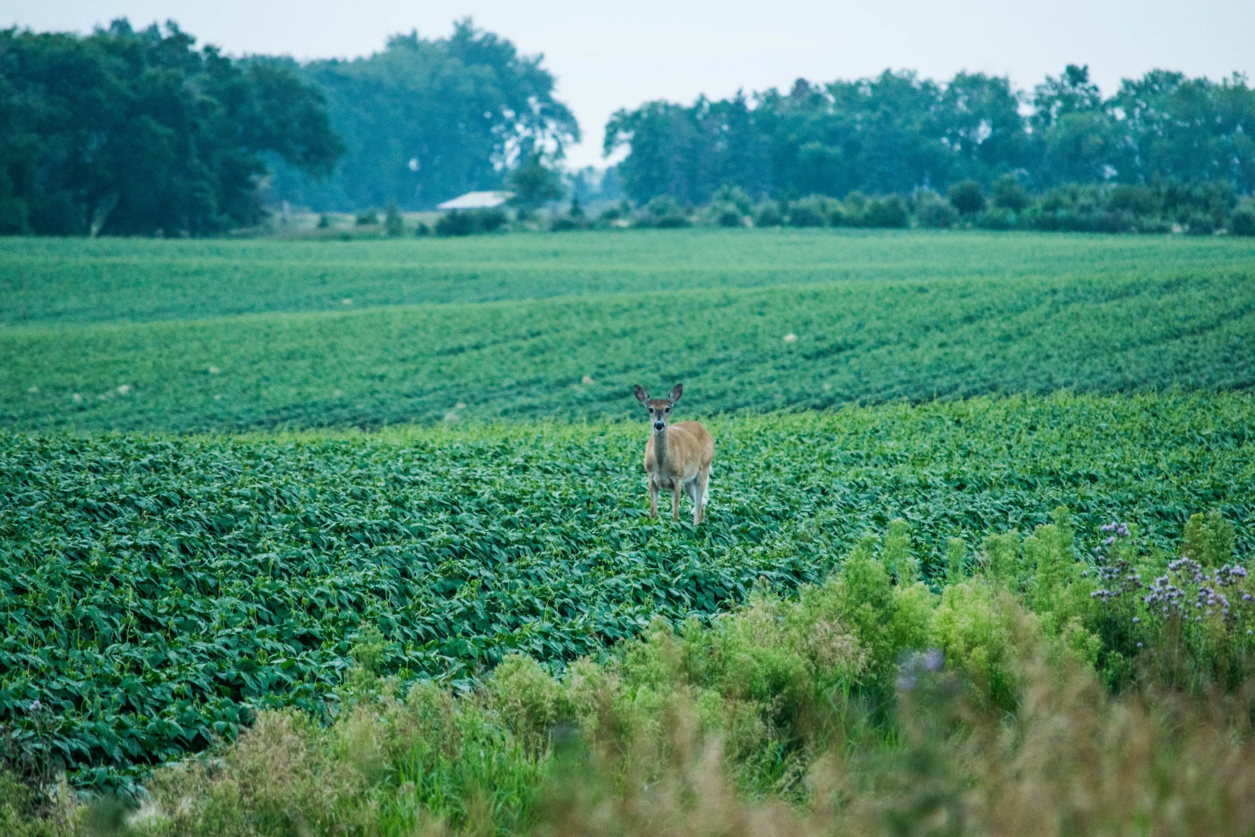 DSC_0048.jpg