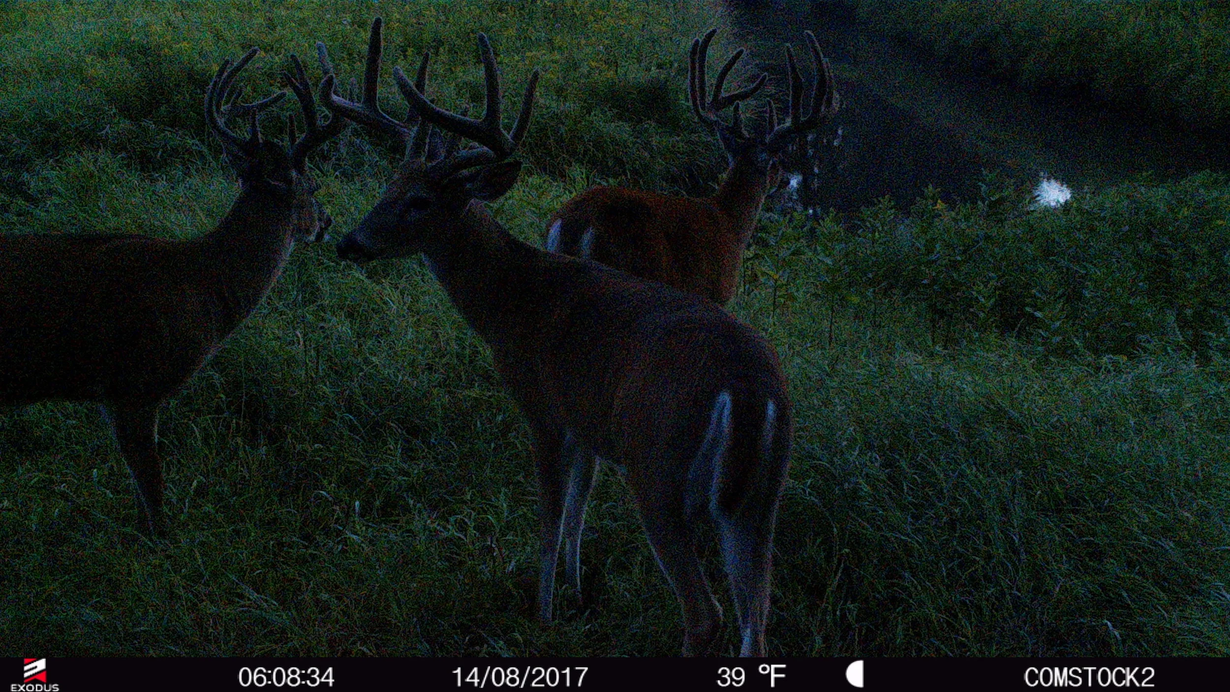 2 Reasons Early Season Hunting Can Be The Best Time To Tag a Mature Buck 