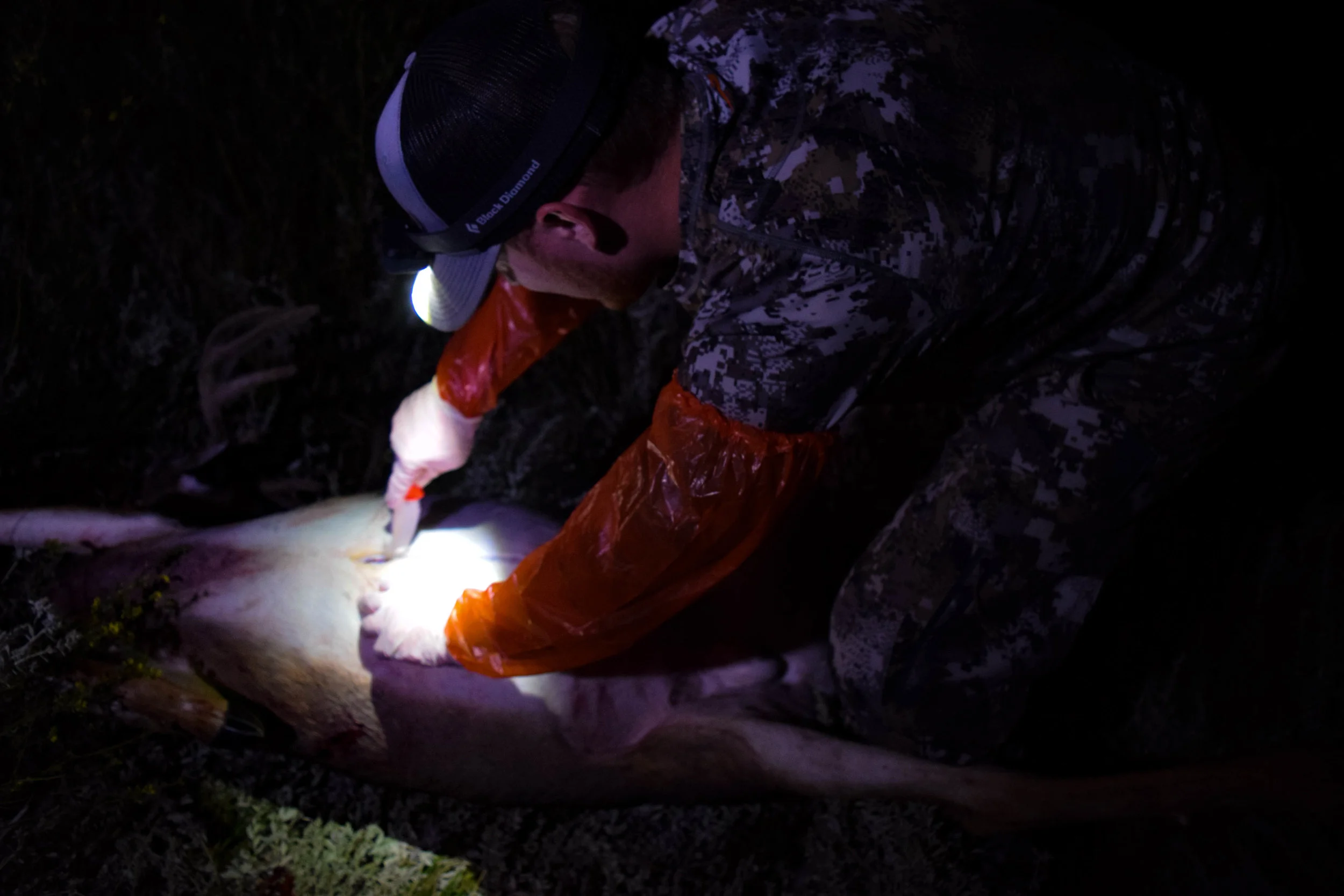 3 Rules To Have To Tag More Mature Bucks on a Consistent Basis