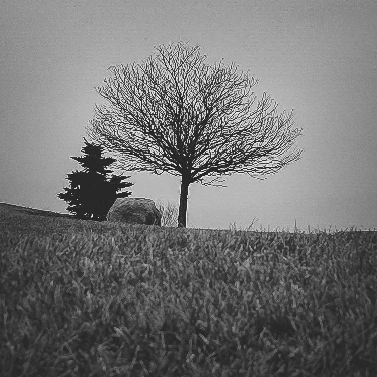 tree tree stone & grass-1.jpg