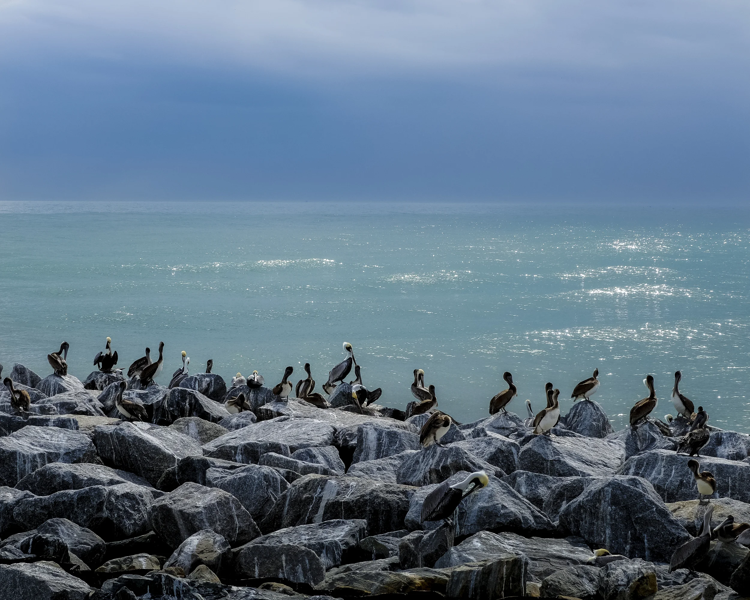 CC Pelians on rocks-1.jpg
