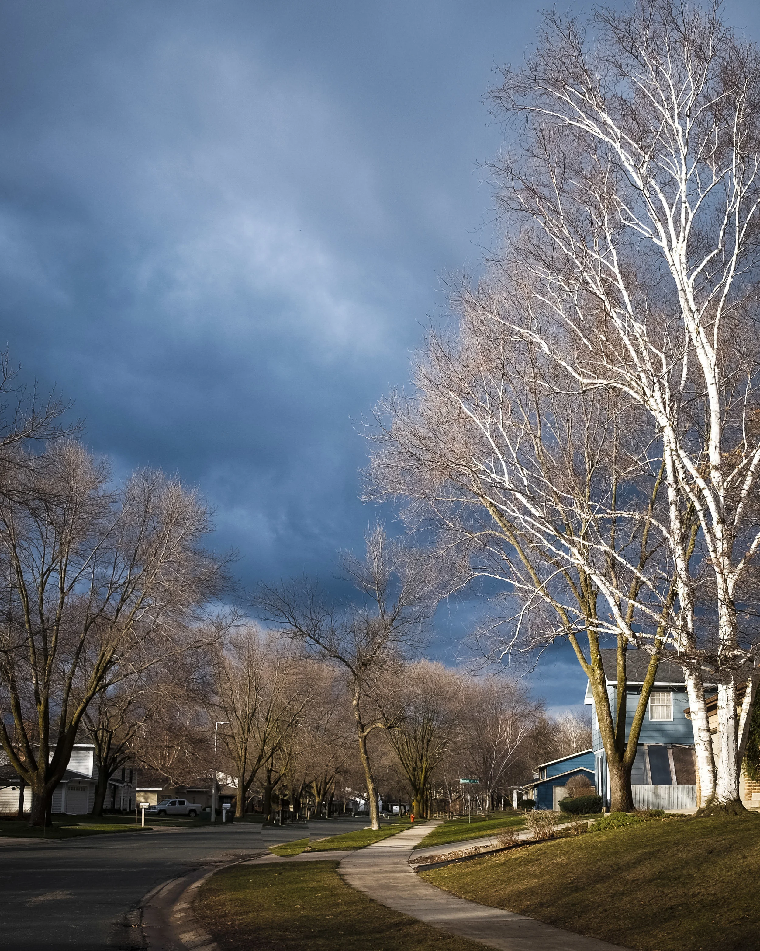 Birch in the sunset-1.jpg