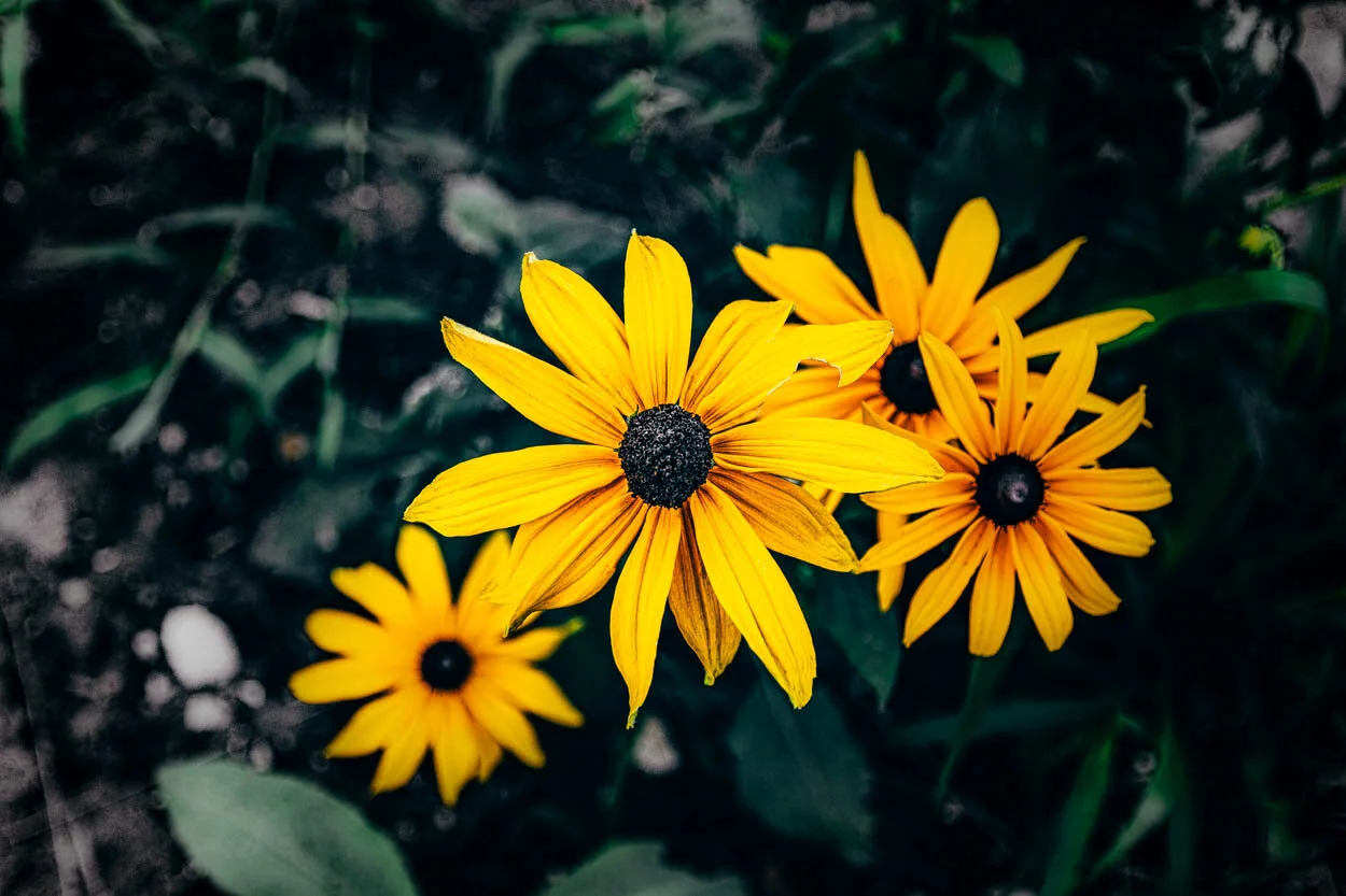 untitled-Edit-2-Edit-1.jpg
