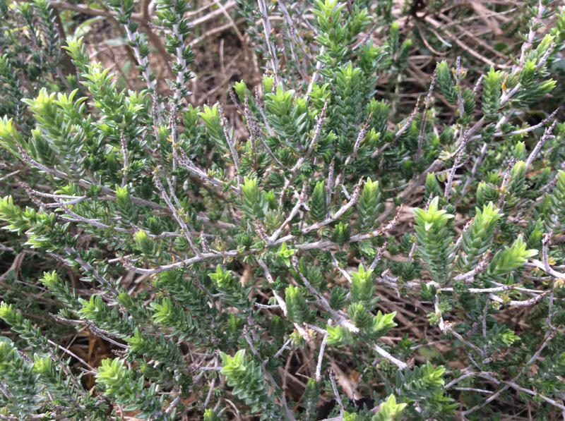 Thymes (Thymus spp.)