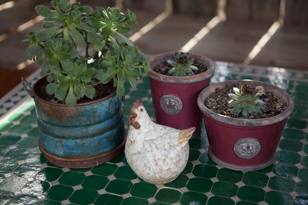 PoolhousePots&Chook.jpg