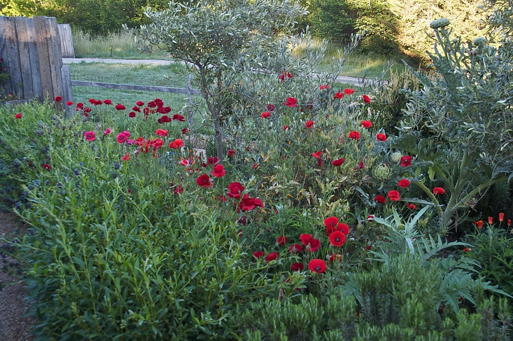 TerracewithOlives&poppies-M.jpg