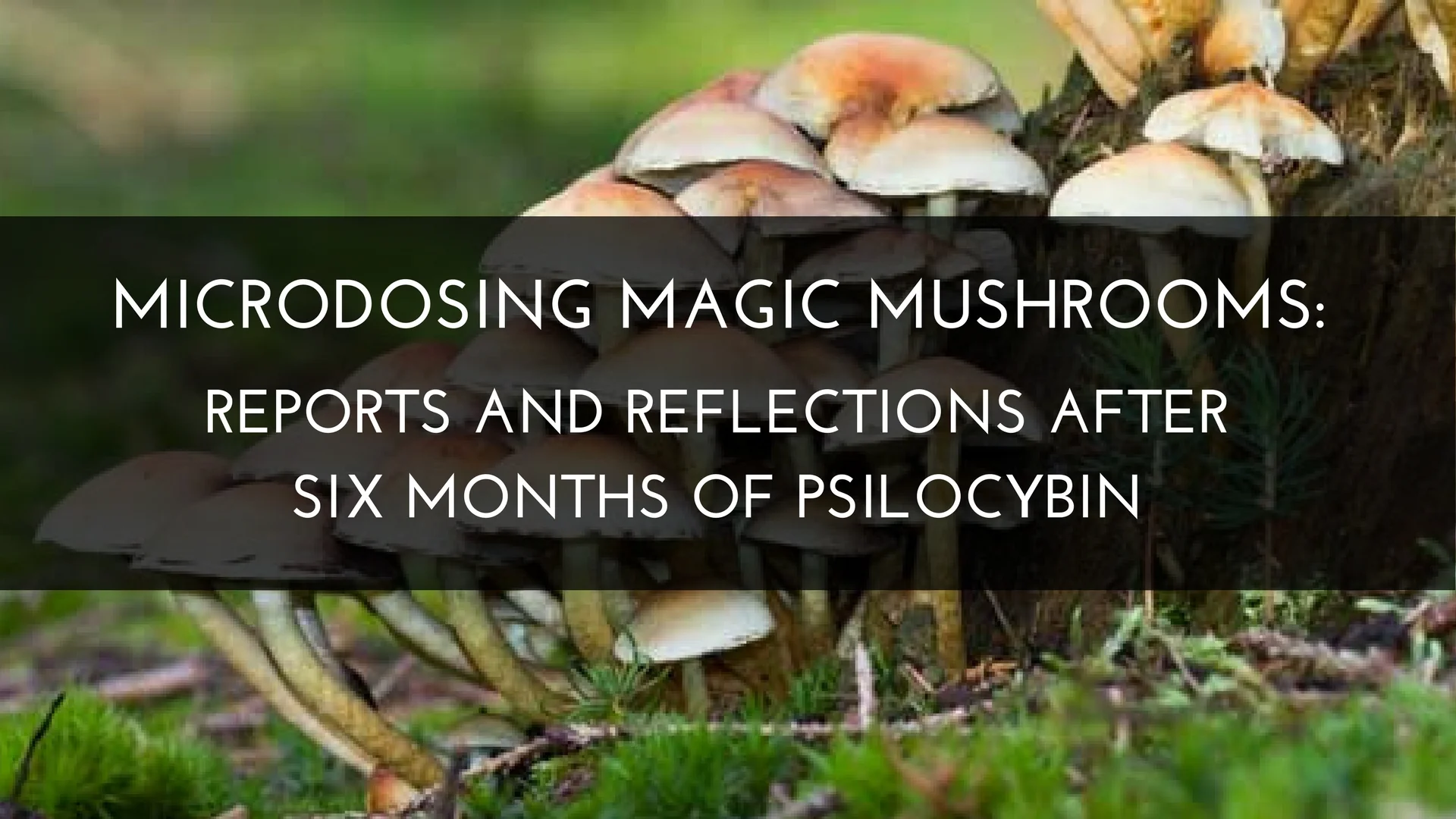 Microdosing magic mushrooms reports and reflections after six months of psilocybin