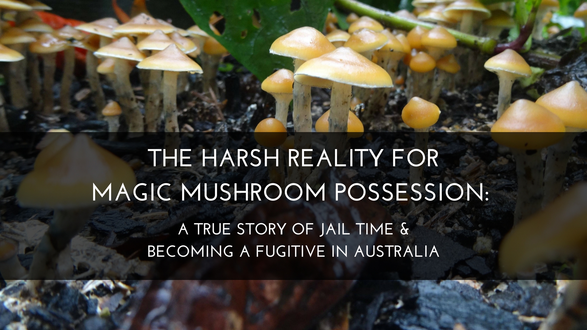 The harsh reality for magic mushroom possession