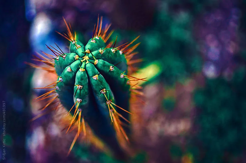 What Does “Sacred Medicine” Actually Mean? Explaining This Phrase To Newbies