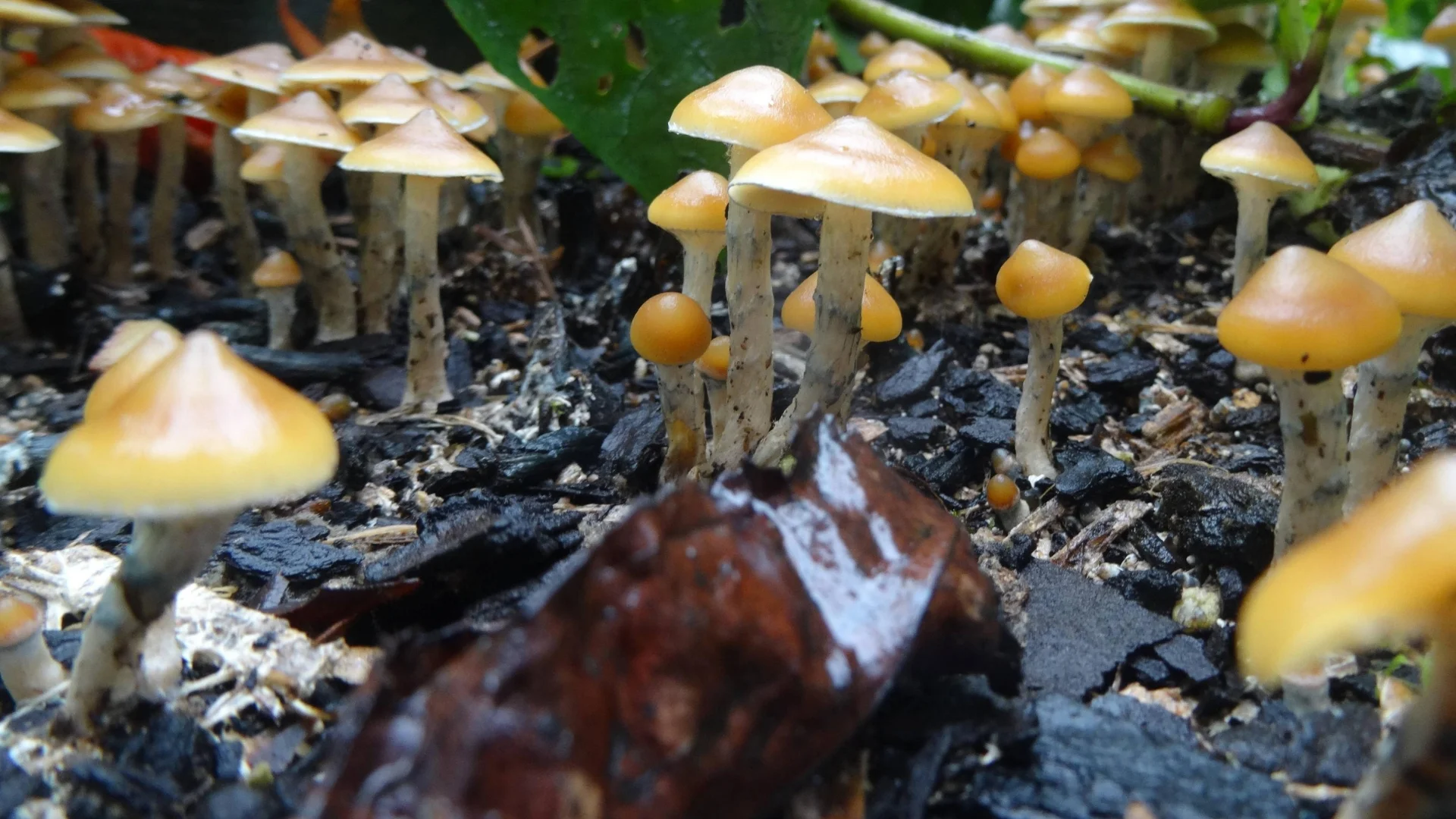 The Harsh Reality For Magic Mushroom Possession: A True Story Of Jail Time &amp; Becoming A Fugitive In Australia
