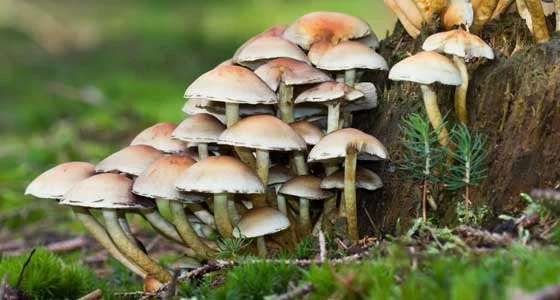 Microdosing Magic Mushrooms: Reports and Reflections after Six Months of Psilocybin