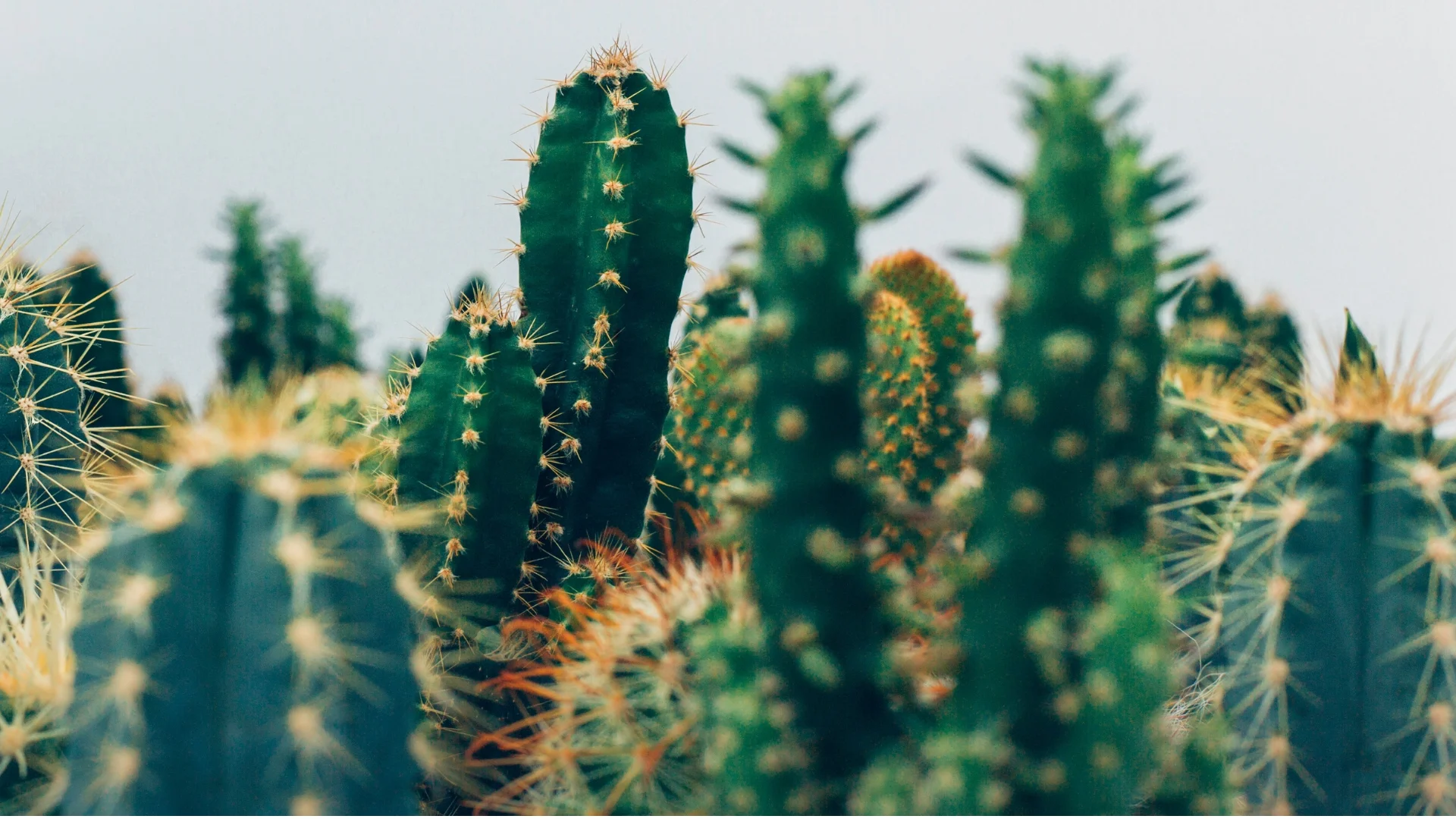 Meditation with Mescalito: Accessing the Portal on Mescaline