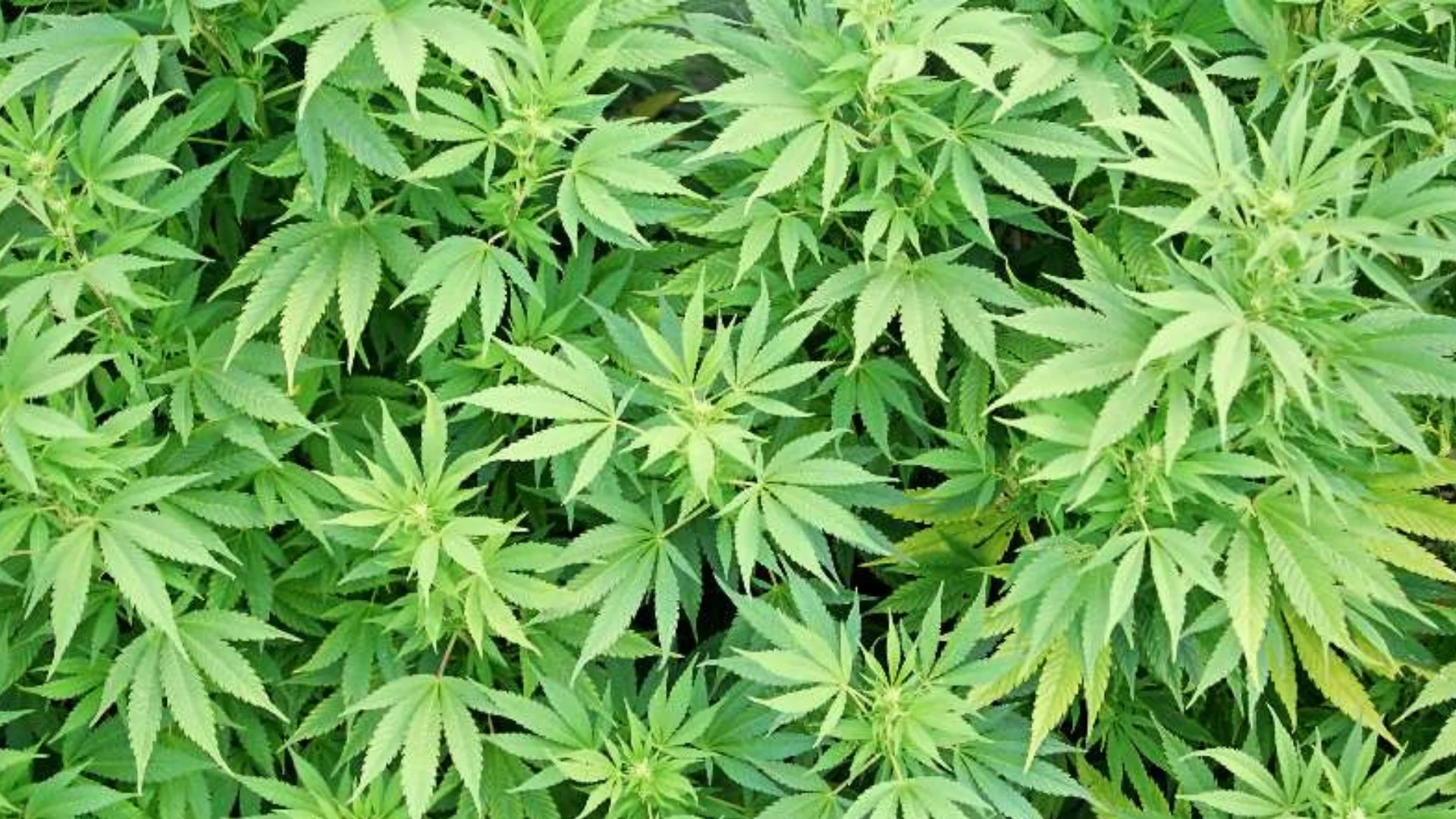 The Richness in Presence: Cannabis as a Teacher Plant