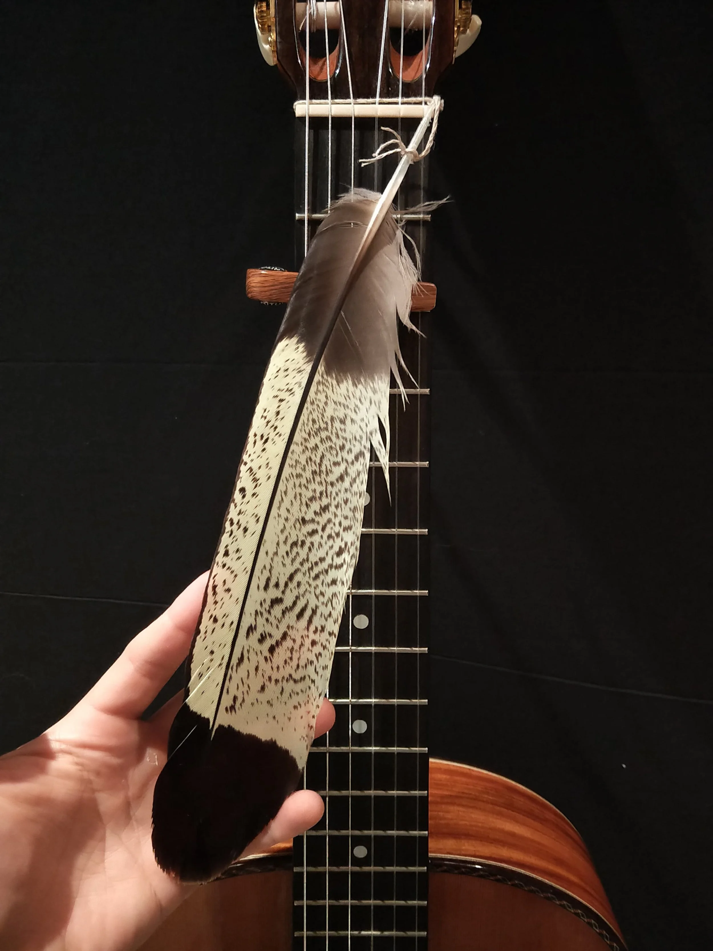 Yellow tailed black cockatoo feather guitar