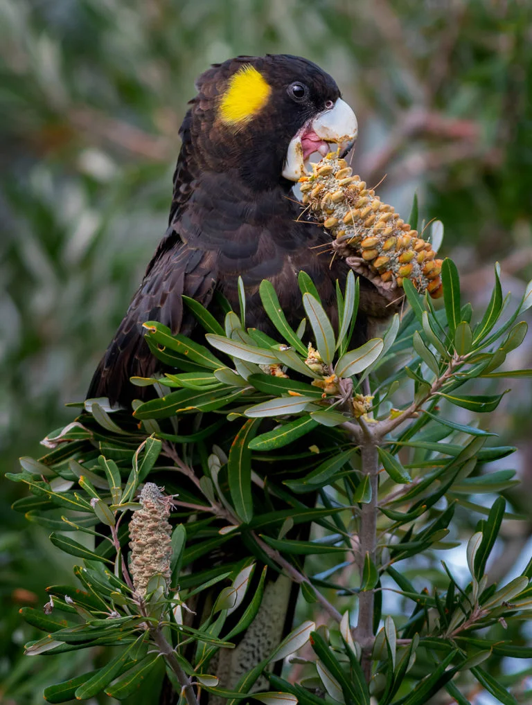 yellow-tailed-cockatoo-768x1018.jpg