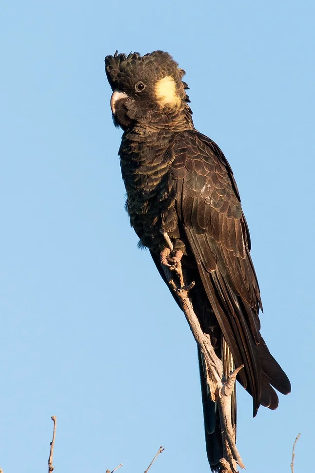 black cockatoo.jpg
