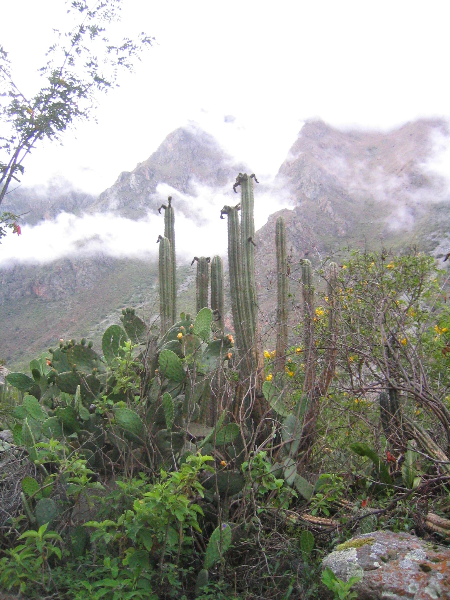 Trichocereus Peruvianus in the Andean highlands.