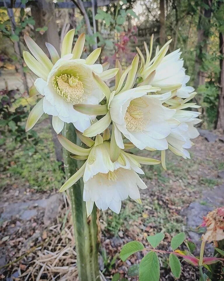Trichocereus Pachanoi in full bloom.