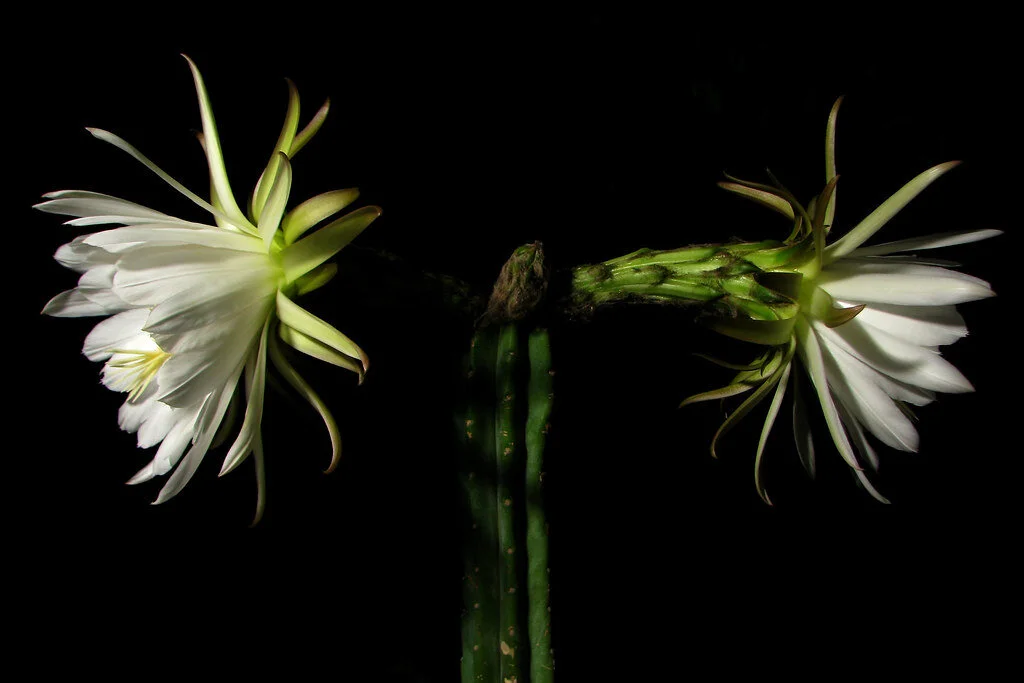 Huachuma in flower.