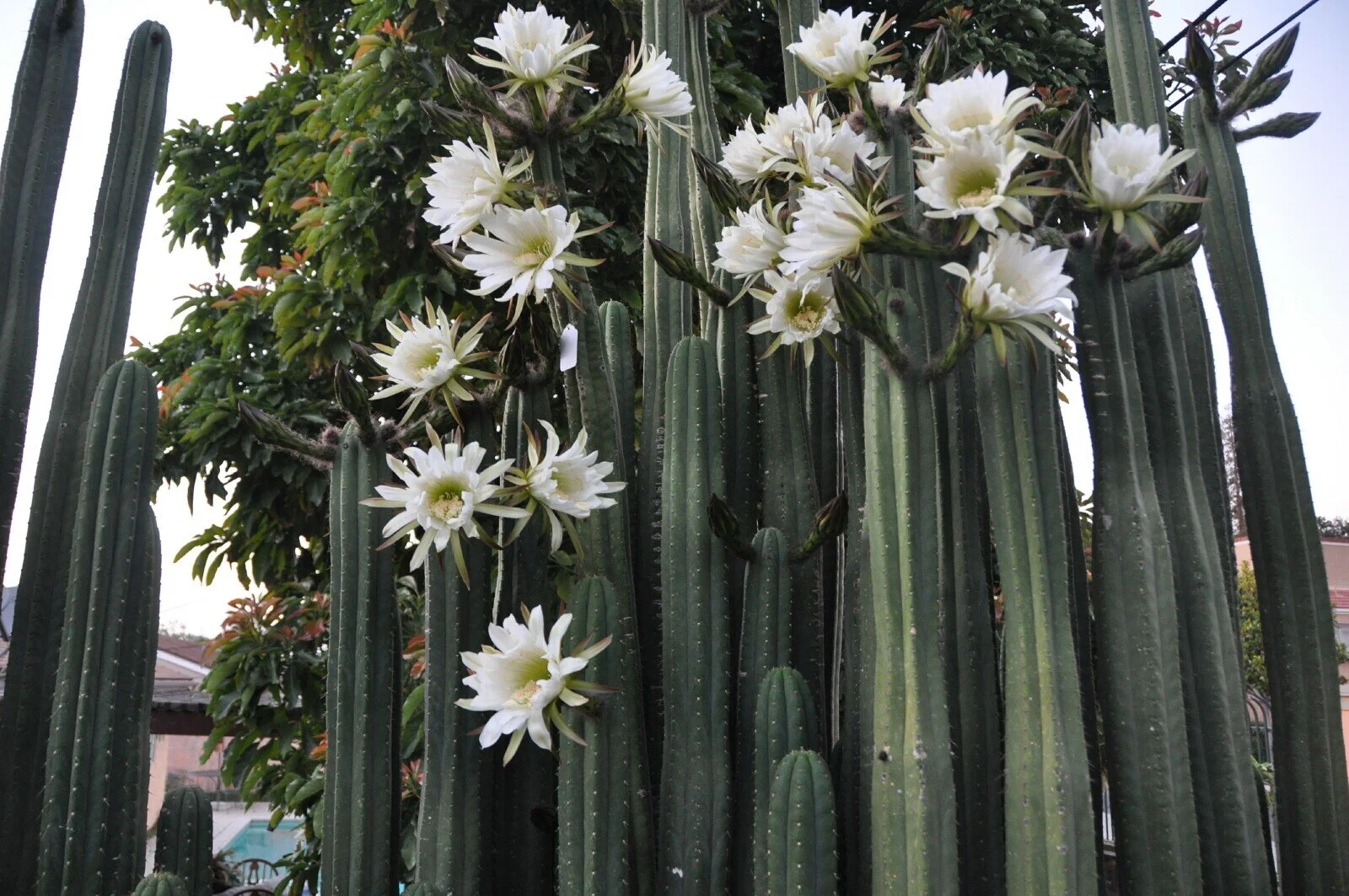 Trichocereus Pachanoi.