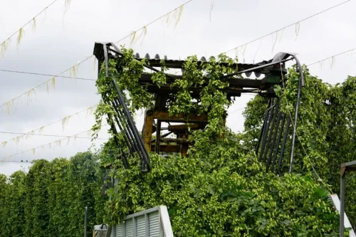 Photo: Hop vines being harvested.
