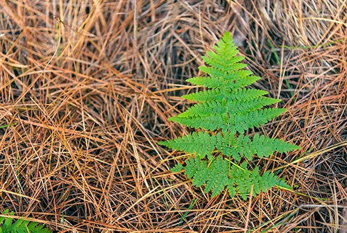 ForestEnterprises2_21.jpg