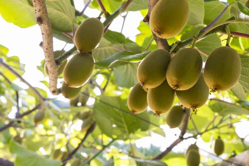 Kiwis piling into new investments