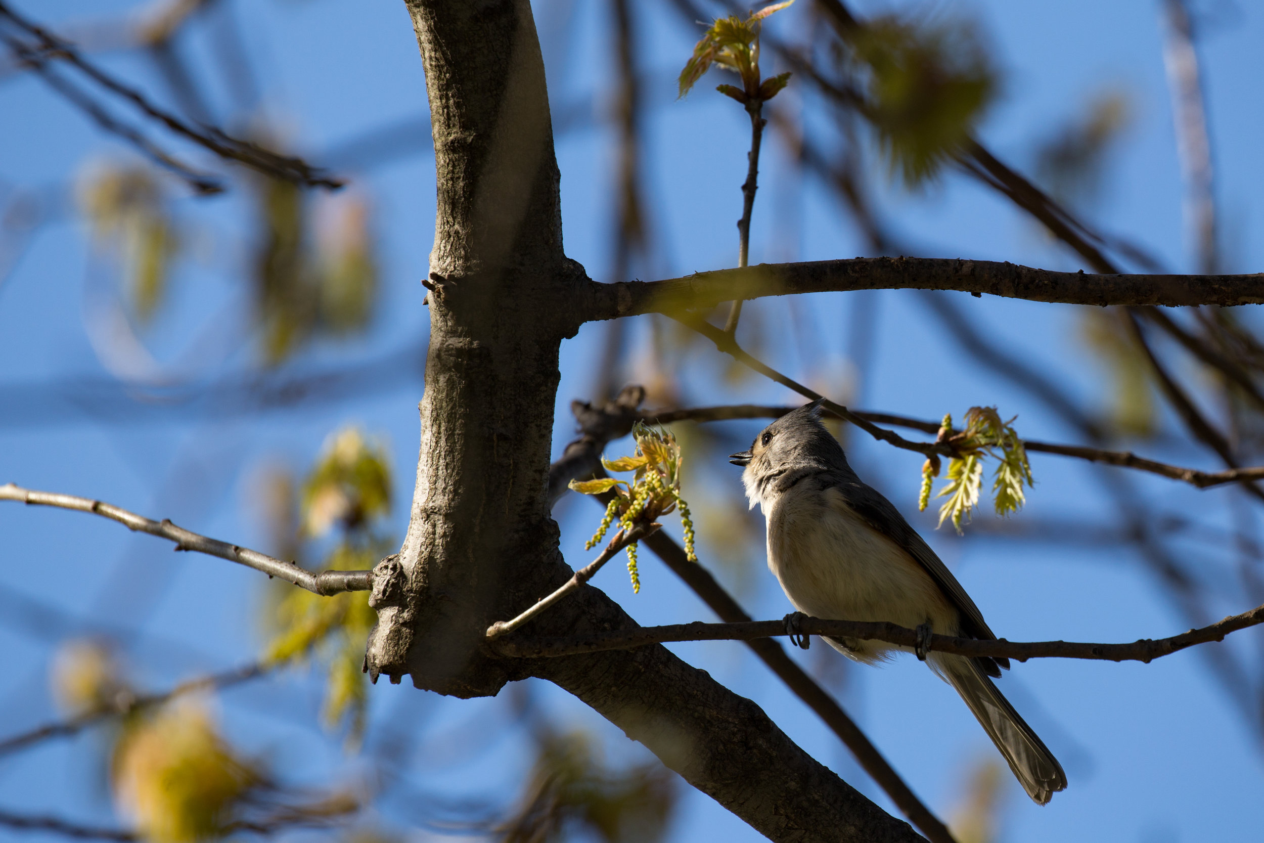 Tufted Titmouse