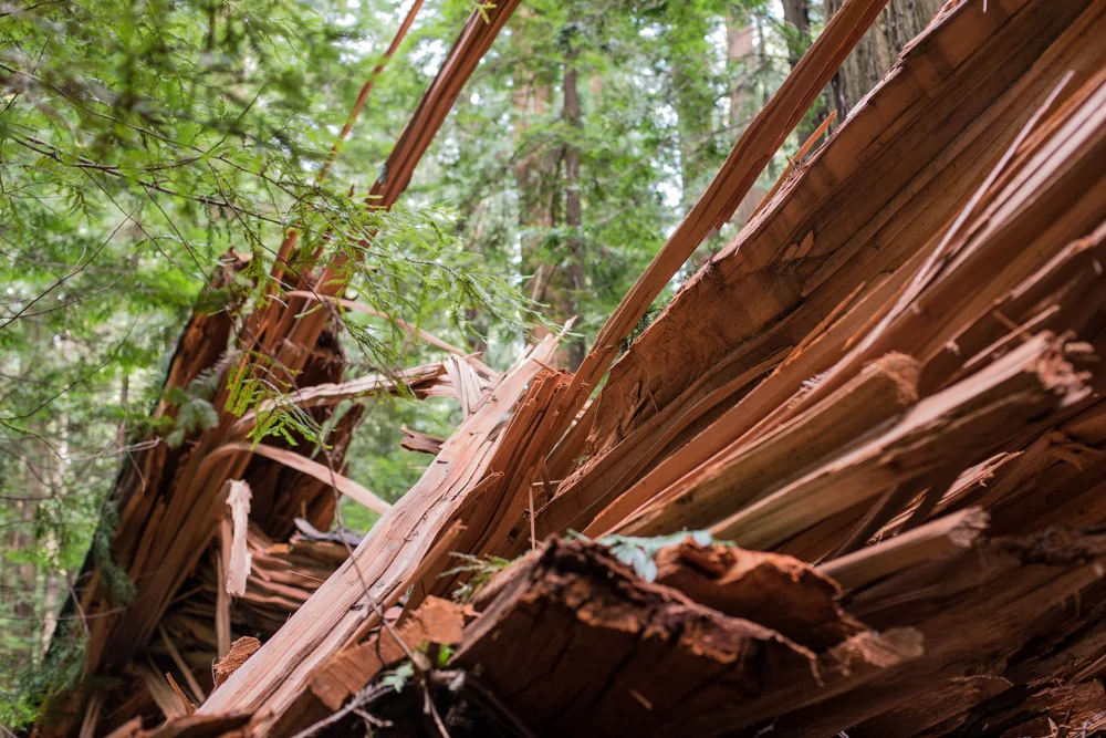 The death of a Redwood