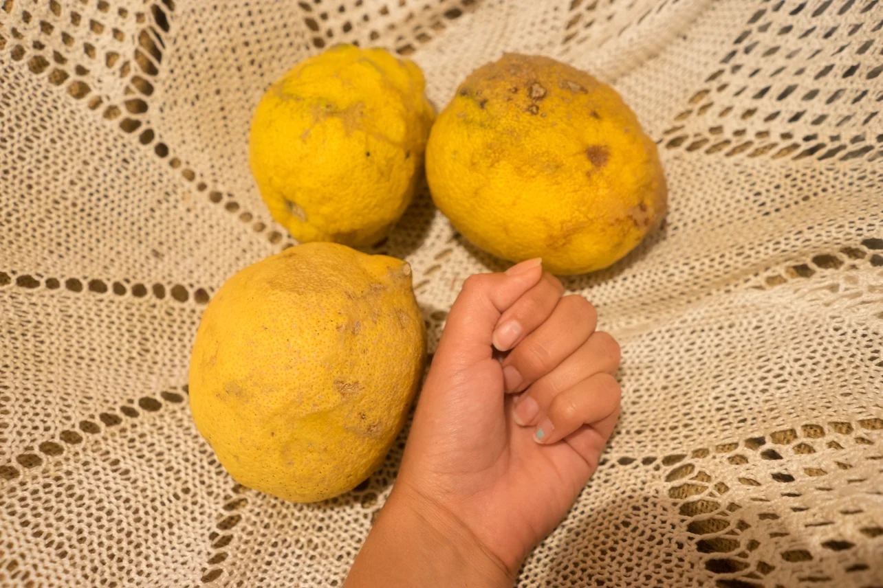 Although these lemons were past their time, I just wanted to show HOW LARGE THEY GROW HERE!