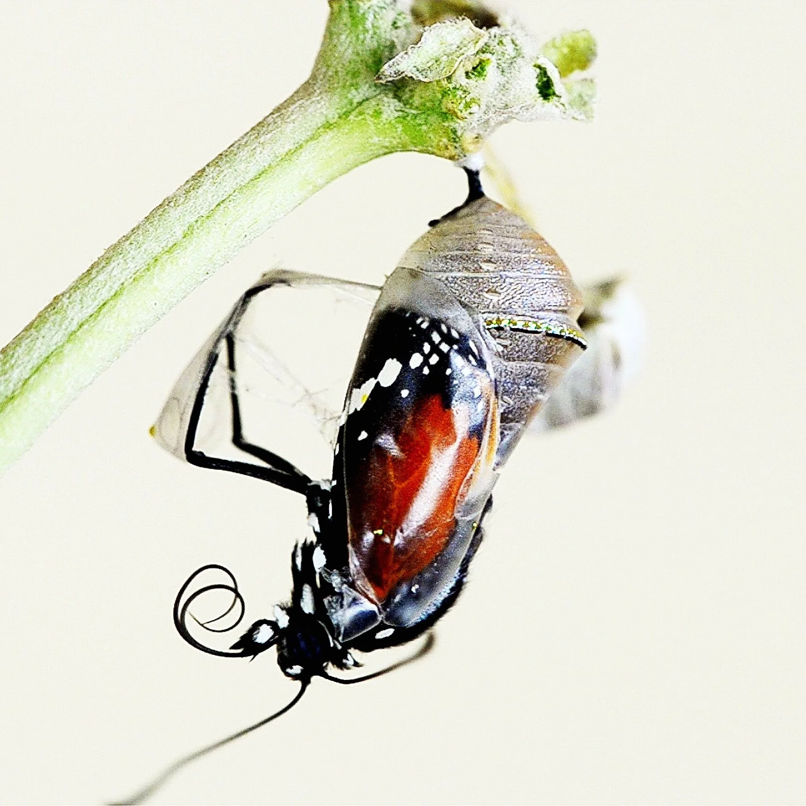 ‘The Mystery of the Inexplicable Summer Shrink’ or ‘Transition: ‘From Primary Giants to Secondary Lilliputians’