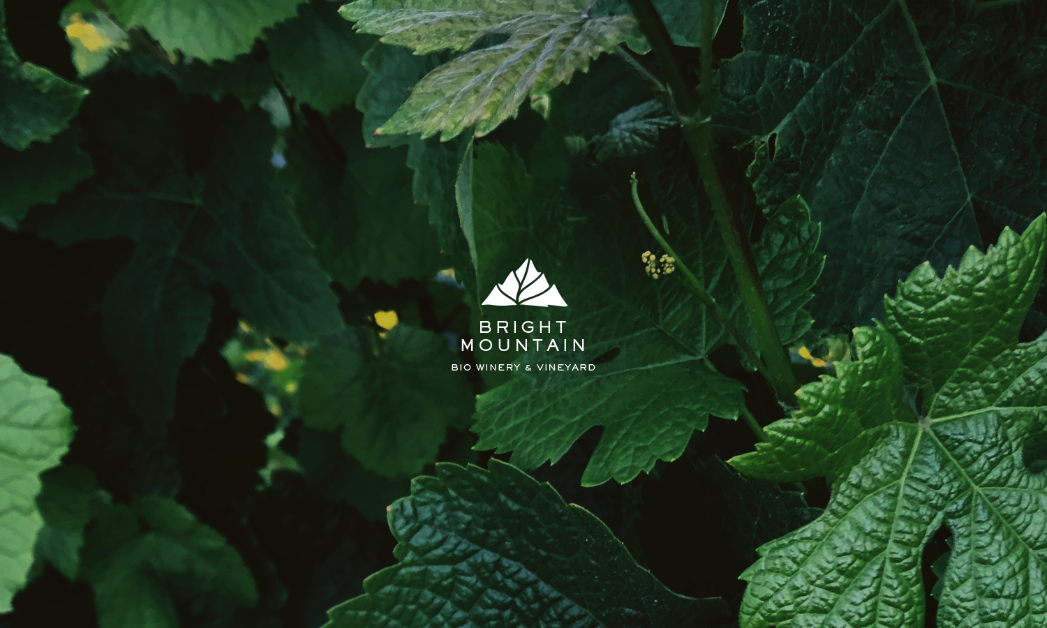 brightmt_header05.png