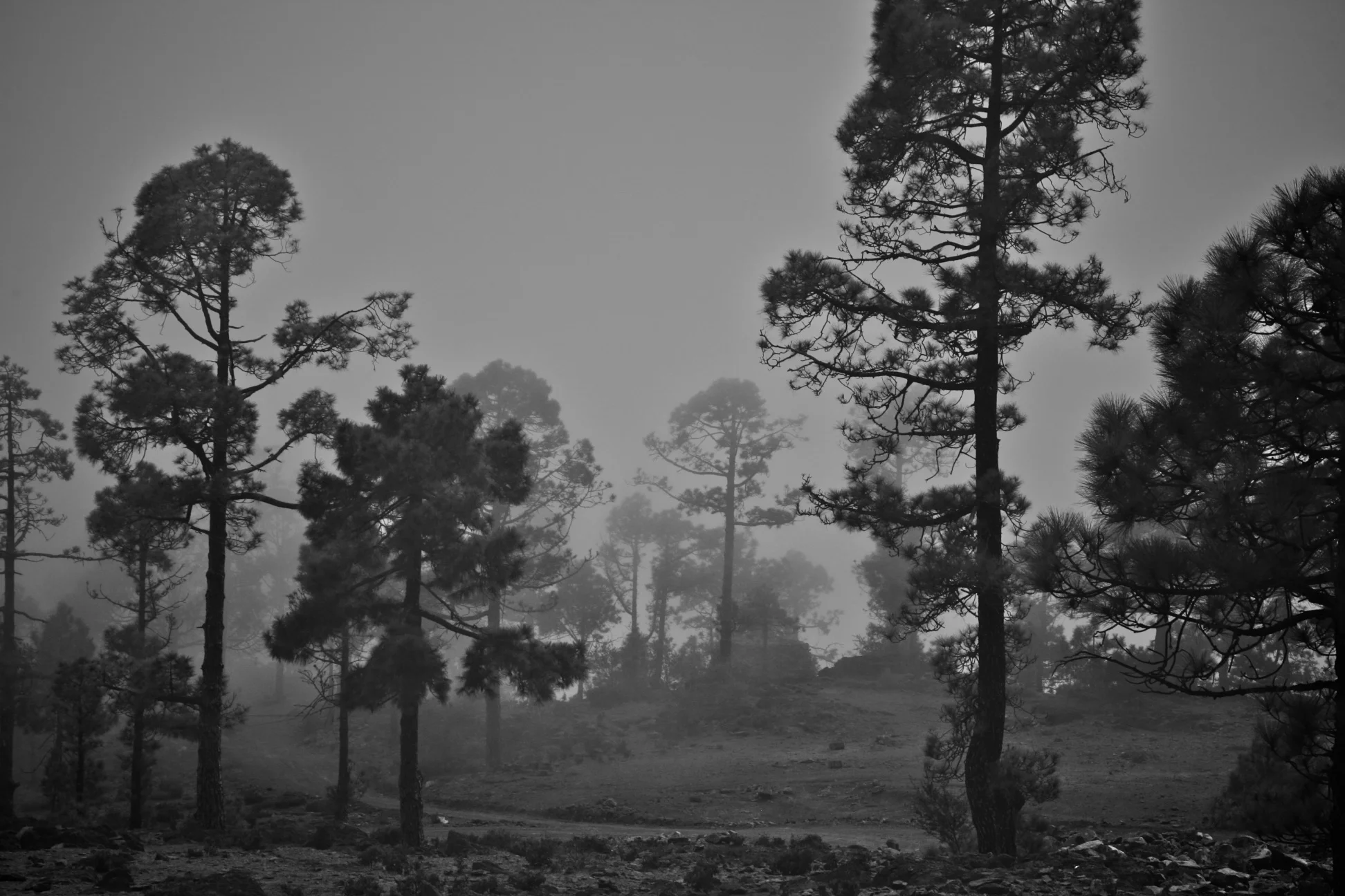 Trees.jpg